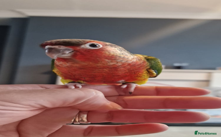 Conures birds - Advert 1