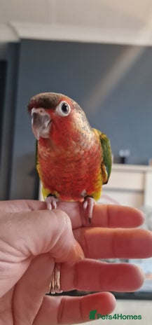 Conures birds - Advert 3