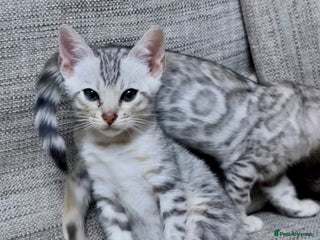 Bengal cats purebred Bengal kittens - Advert 7