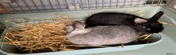 Netherland Dwarf rabbits for sale: Gorgeous Netherland Dwarfs - 2 LEFT in London - Advert 1