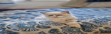 Ragdoll 1