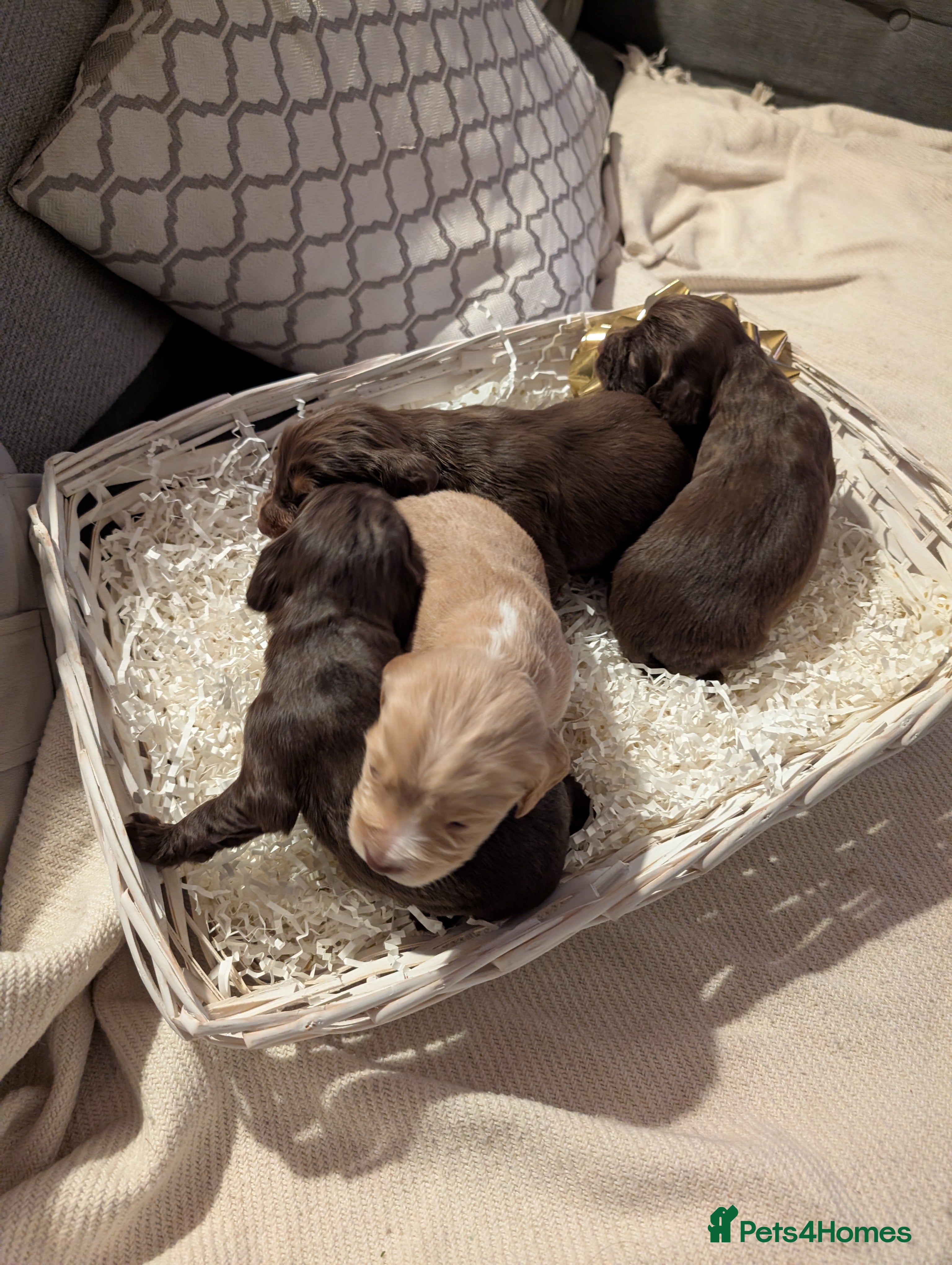 Cocker Spaniel dogs stunning litter working cocker spaniels - Advert 9