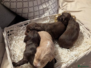 Cocker Spaniel dogs stunning litter working cocker spaniels - Advert 9