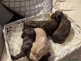 Cocker Spaniel dogs stunning litter working cocker spaniels - Advert 13