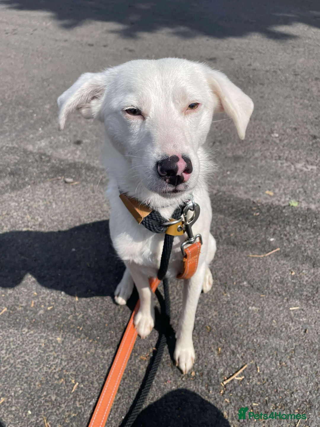 Mixed Breed dogs for adoption: Meet Clove, currently residing in Cheshire  - Advert 10