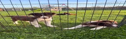 Border Collie dogs for sale: Two red & white ISDS registered male pups in Stone - Advert 6