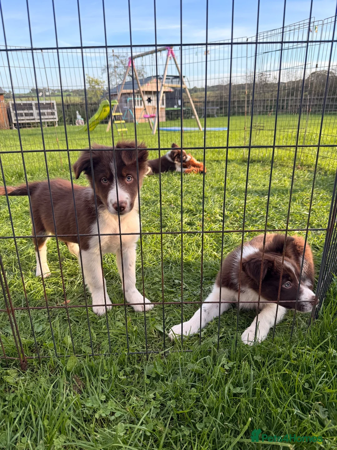Border Collie dogs for sale: Two red & white ISDS registered male pups in Stone - Advert 6