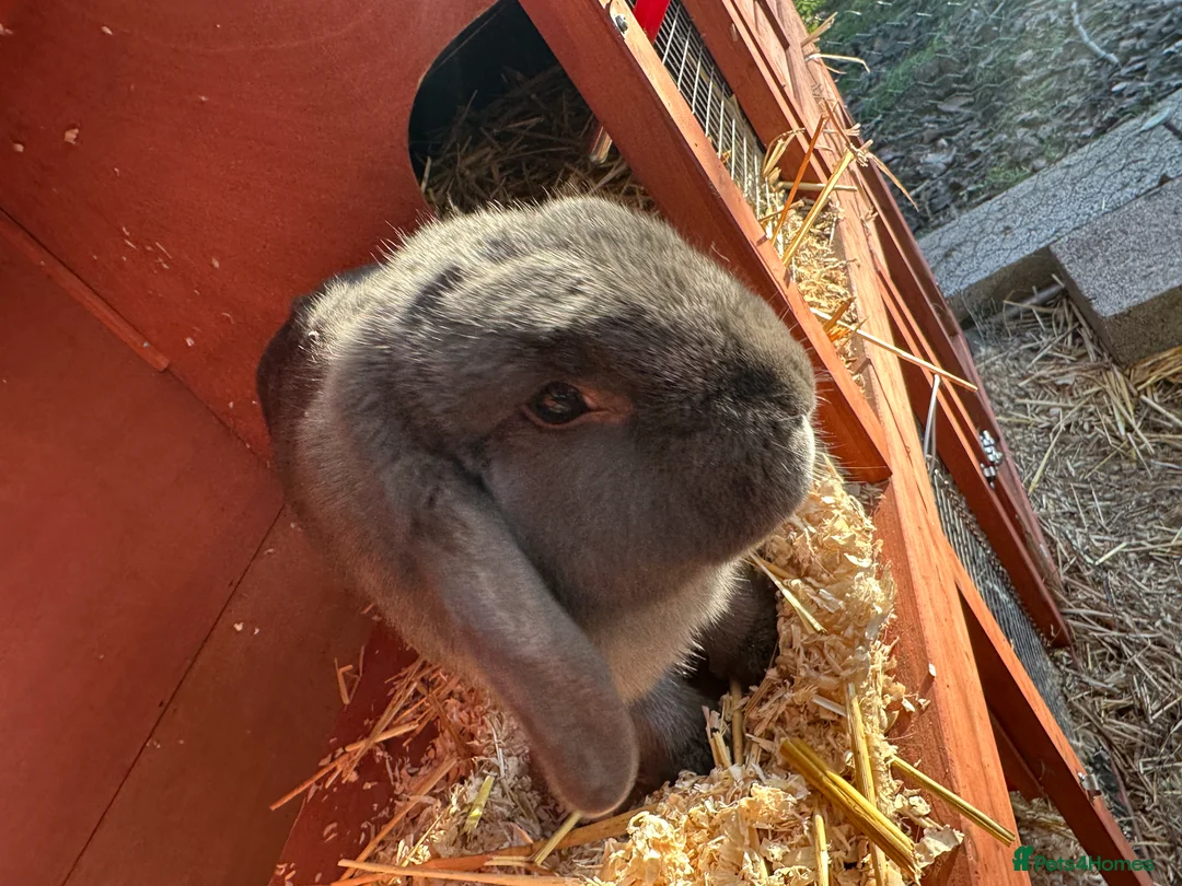 Mini Lop rabbits for sale: 2 female bonded mini lops for sale  - Advert 20