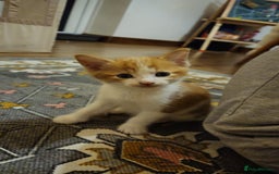 British Shorthair cats for sale: Kittens for loving home!  - Image 2