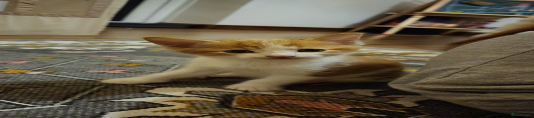 British Shorthair Kitten 1
