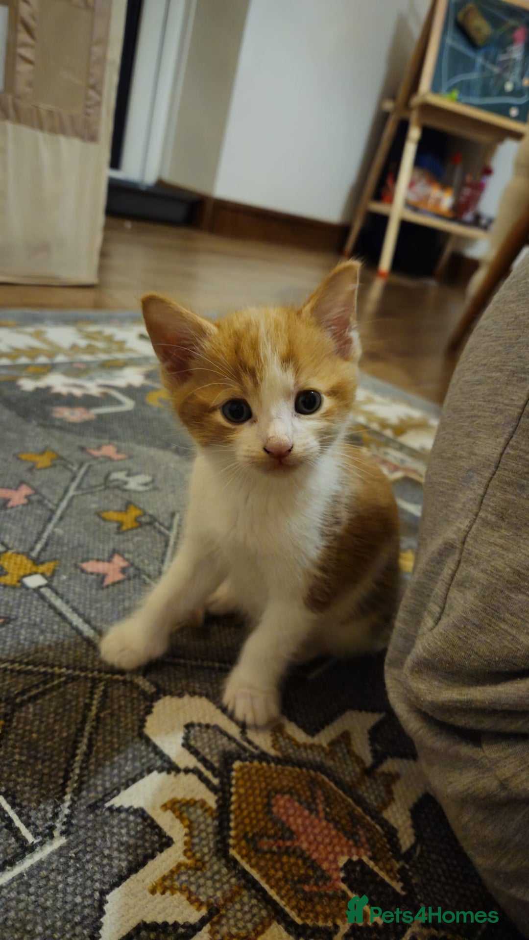 British Shorthair cats for sale: Kittens for loving home!  - Image 2