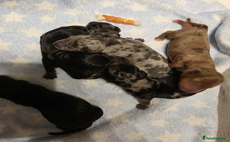 Miniature Dachshund dogs - Advert 2