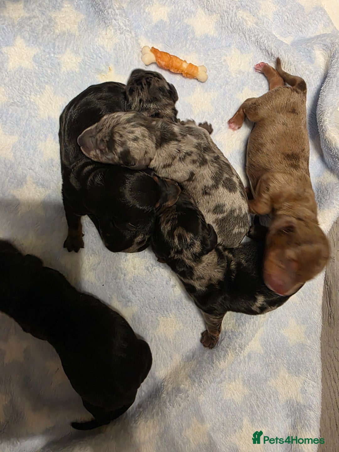 Miniature Dachshund dogs for sale: Miniature Dachshunds  - Image 1
