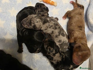 Miniature Dachshund dogs - Advert 4