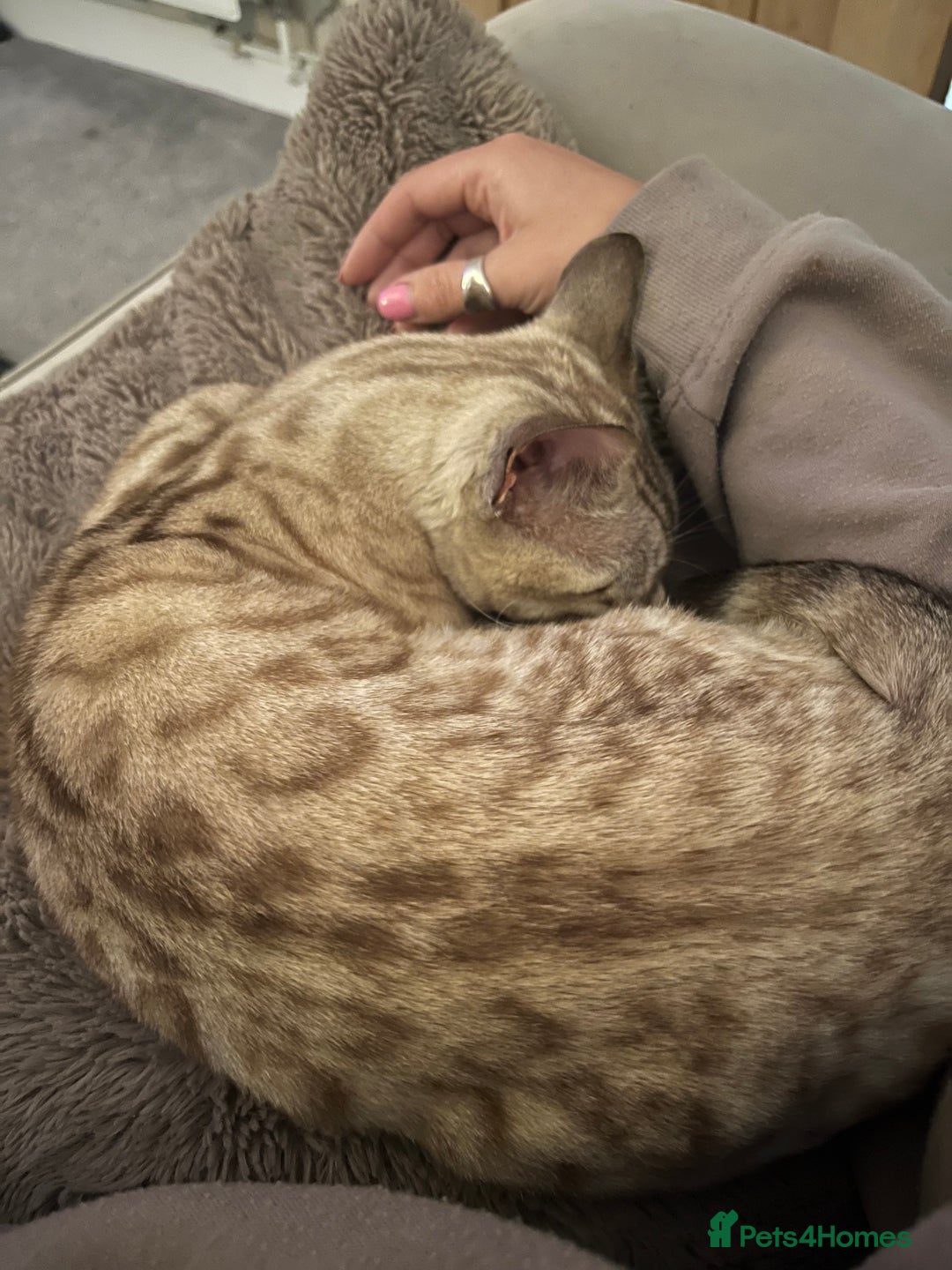 Bengal cats for sale: Bengal cats - Advert 7