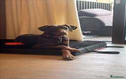 Dobermann dogs for sale: Male doberman  - Image 2
