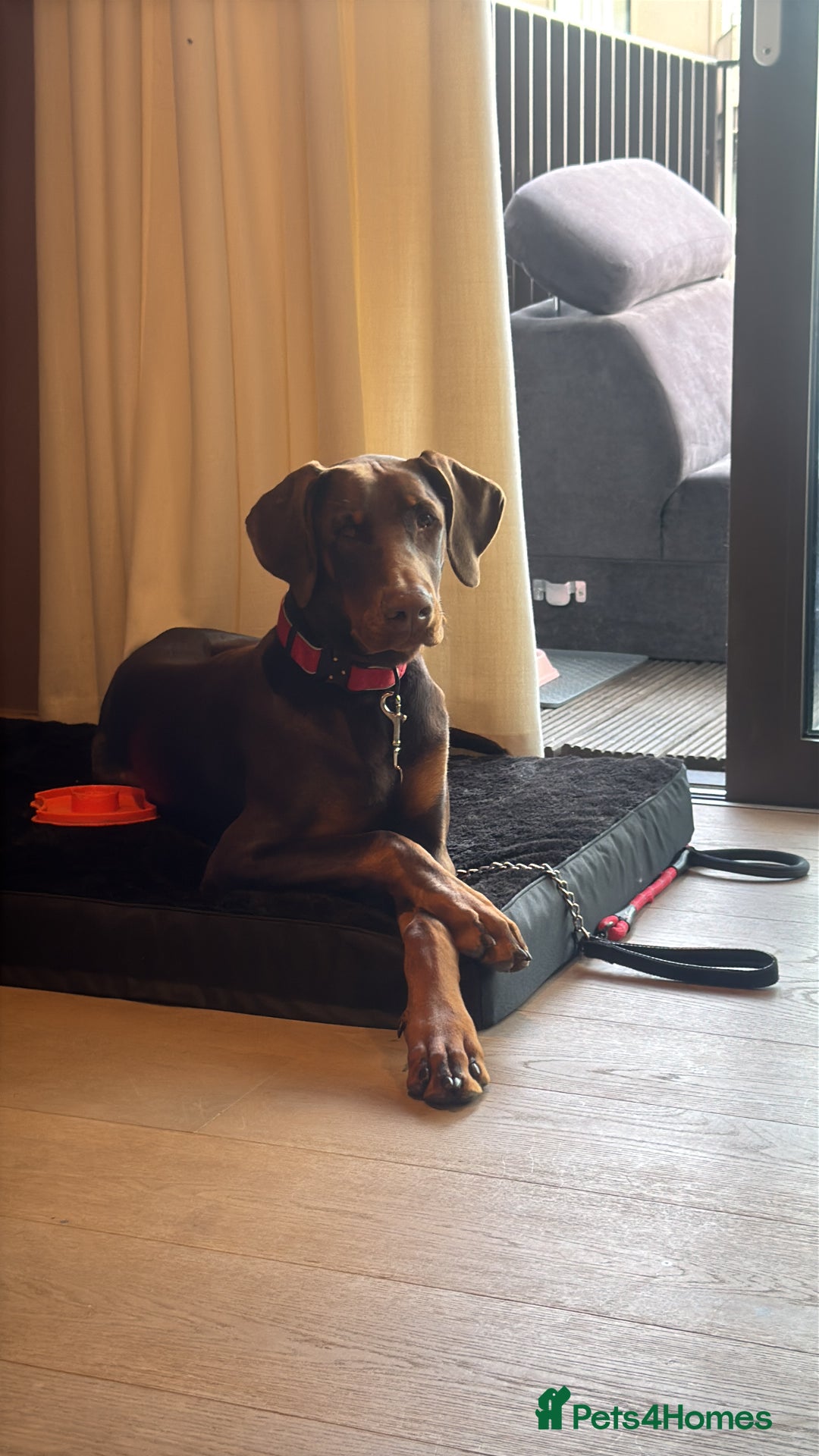 Dobermann dogs for sale: Male doberman  - Image 2