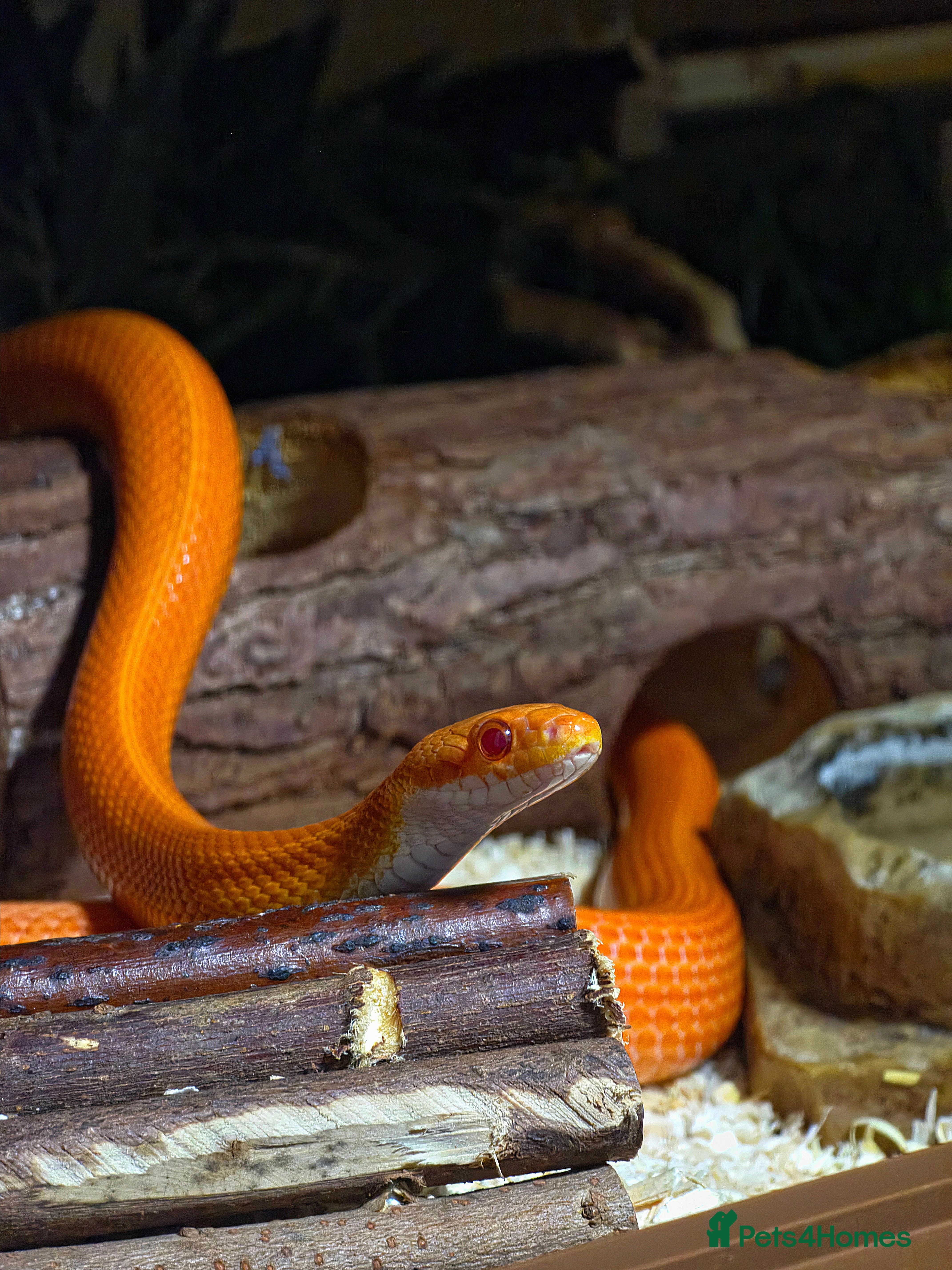 Corn Snake reptiles Pete- the Fire Stripe Cornsnake  - Advert 6