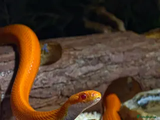 Corn Snake reptiles Pete- the Fire Stripe Cornsnake - Advert 6