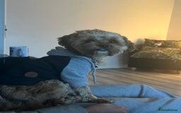 Shihpoo dogs for stud: FOR STUD IMPERIAL SHIHPOO TEDDY DOG  - Image 7