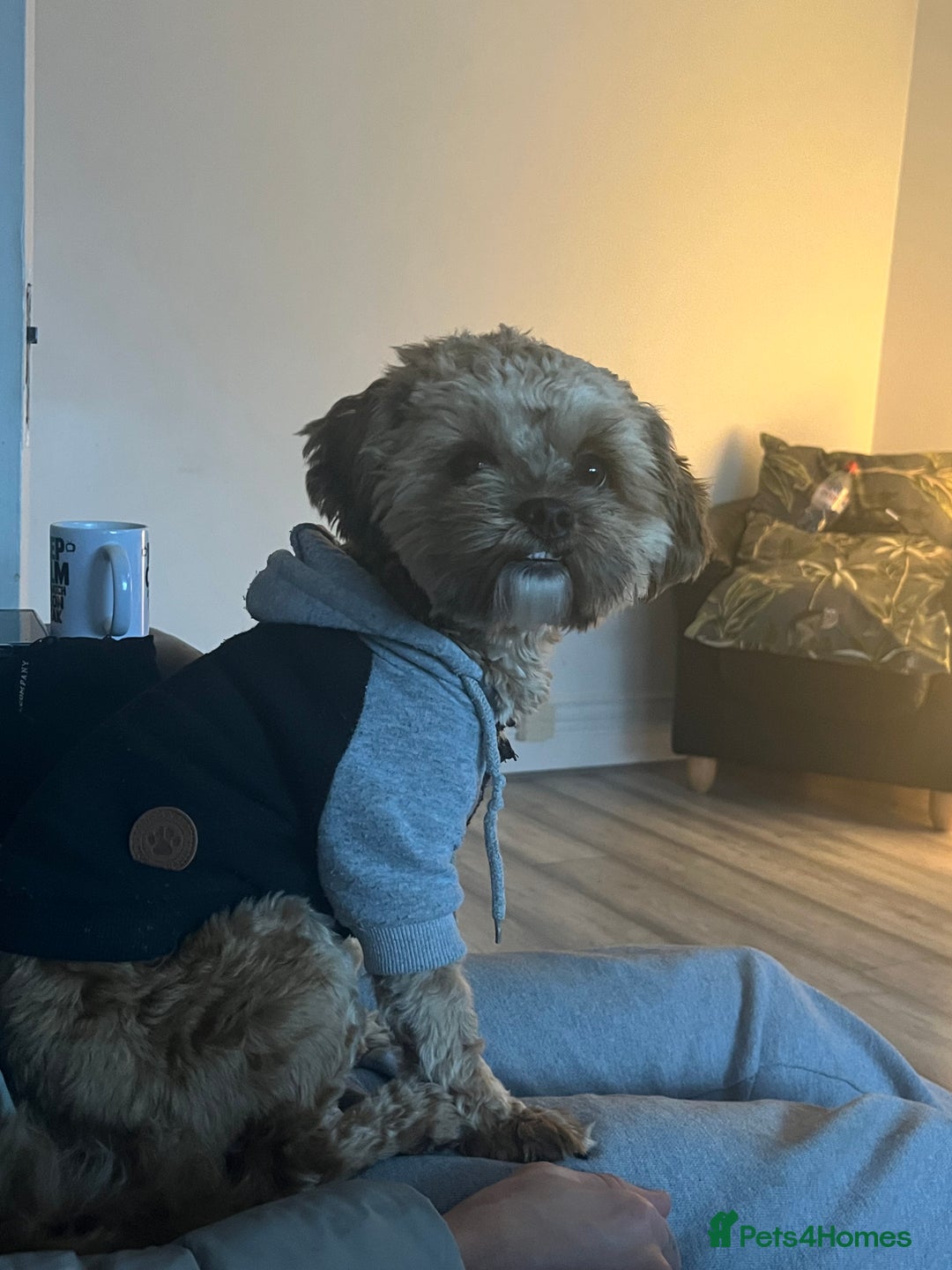 Shihpoo dogs for stud: FOR STUD IMPERIAL SHIHPOO TEDDY DOG  - Image 7