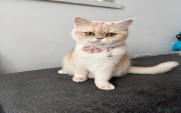 British Shorthair cats for sale: Adorable British Shorthair Kittens  - Image 6