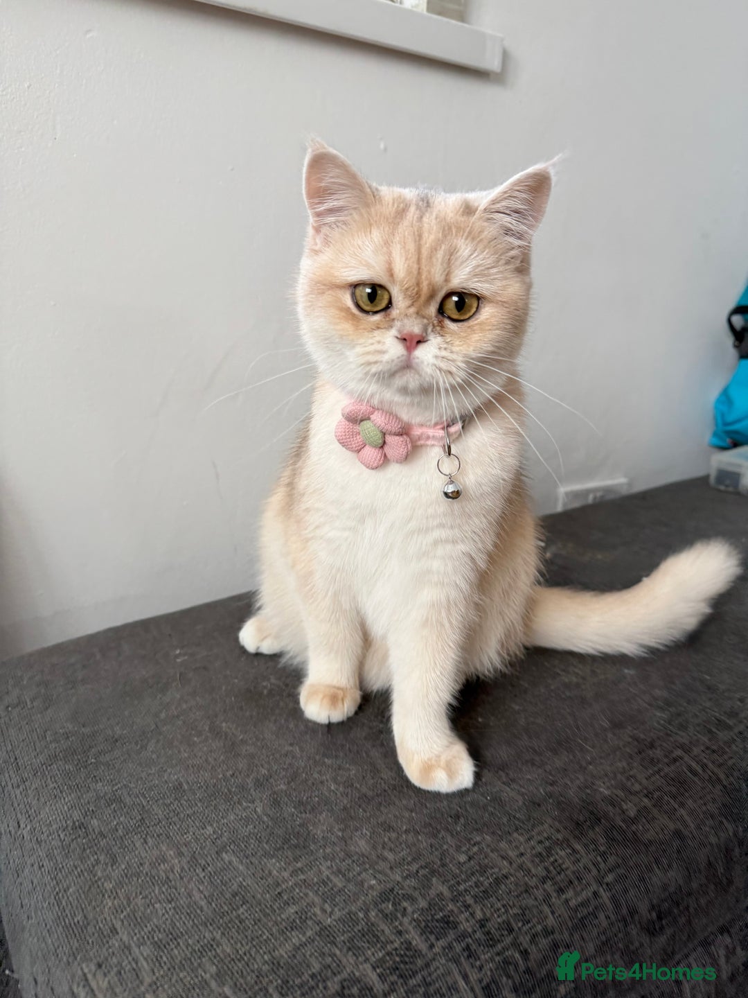 British Shorthair cats for sale: Adorable British Shorthair Kittens  - Image 6