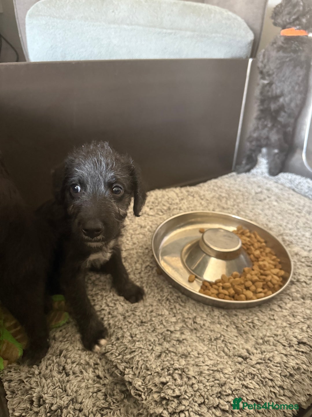 Mixed Breed dogs for sale: Bedlington Terrier whippet mix - Image 4