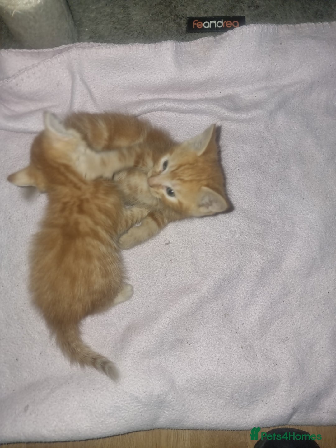Domestic Shorthair cats for sale: Lovely Kittens, ready to be reserved 😺 - Image 11