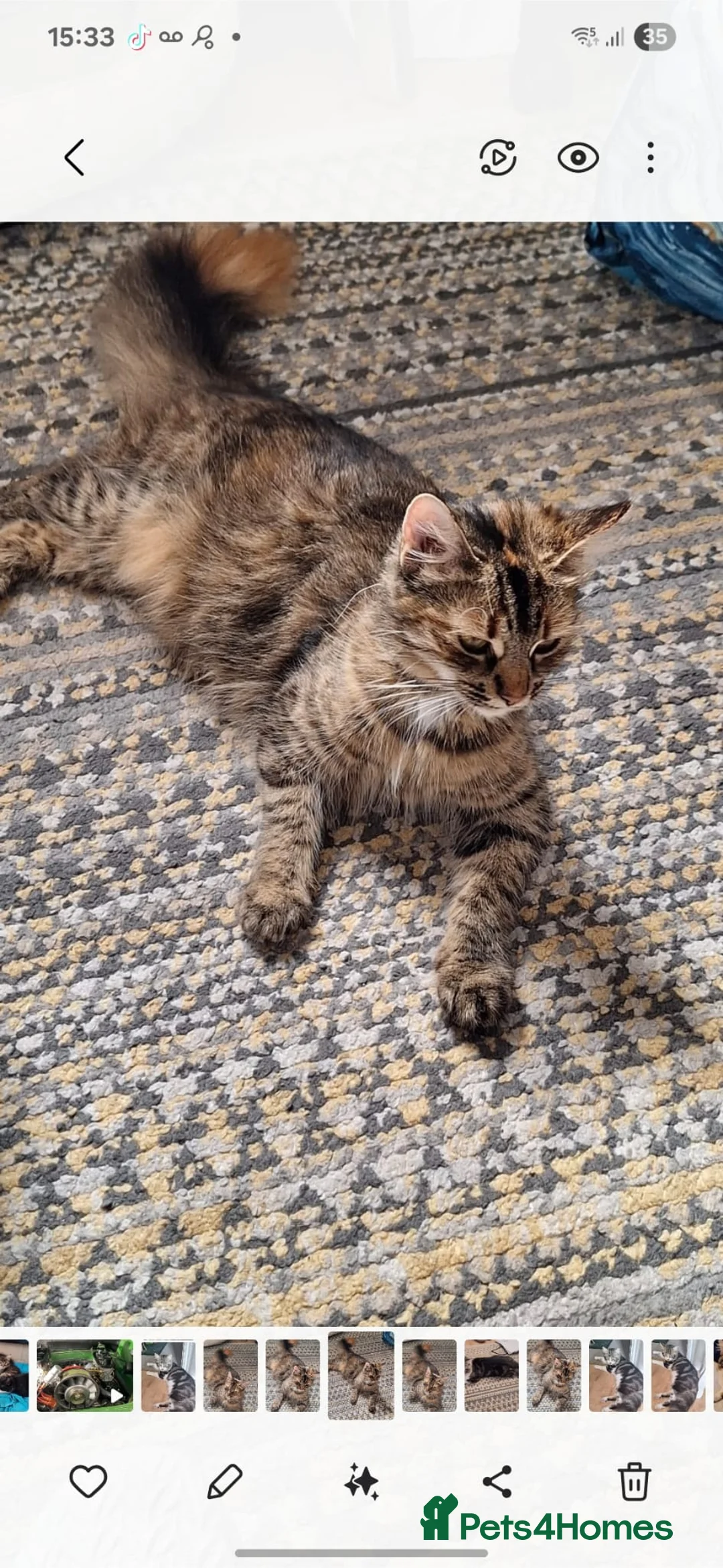 Norwegian Forest Cat cats for sale: Gorgeous Norwegian Forest kitten - Advert 1