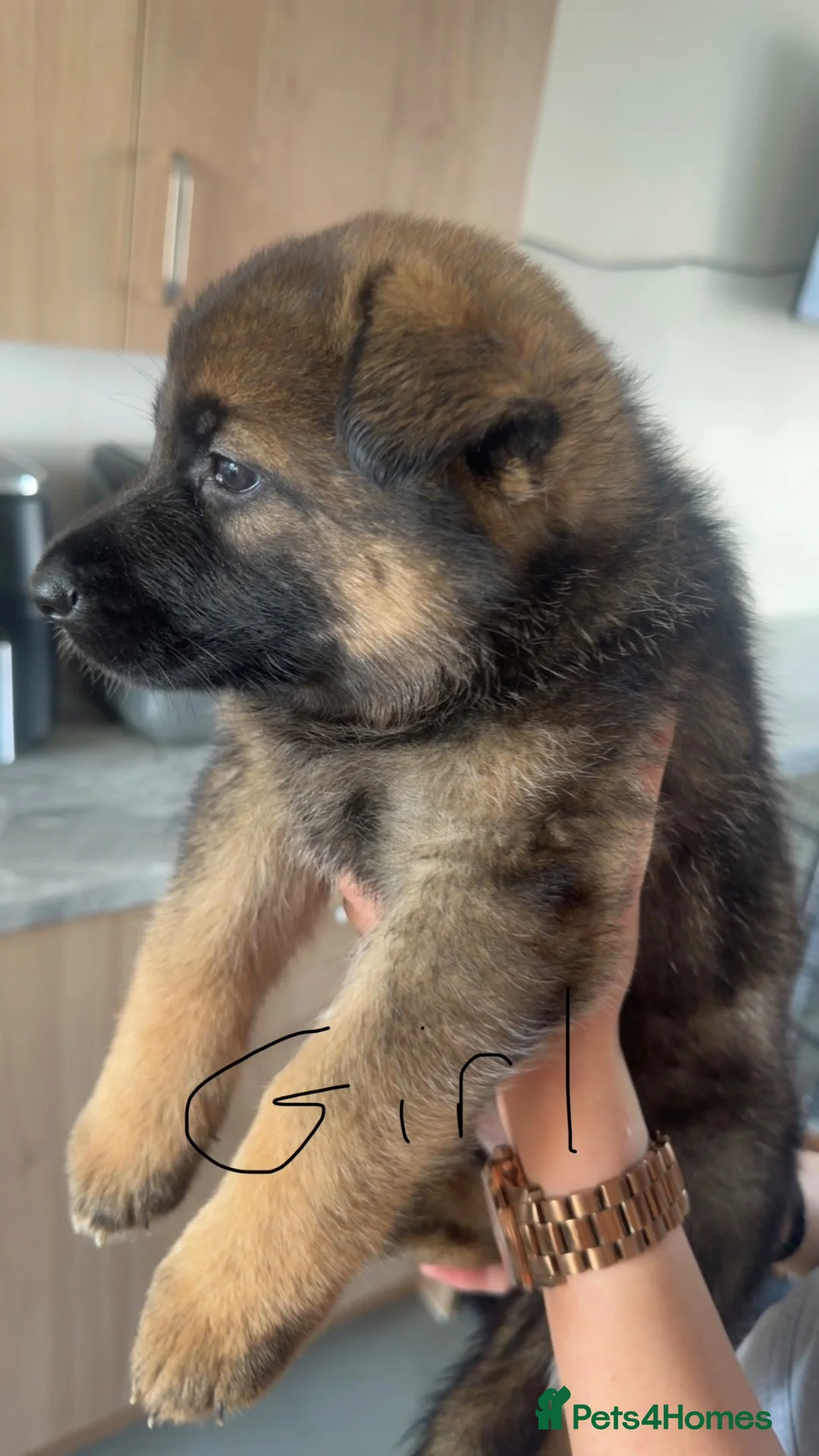 German Shepherd dogs for sale: 3 German Shepherd Puppies  in Doncaster - Advert 13