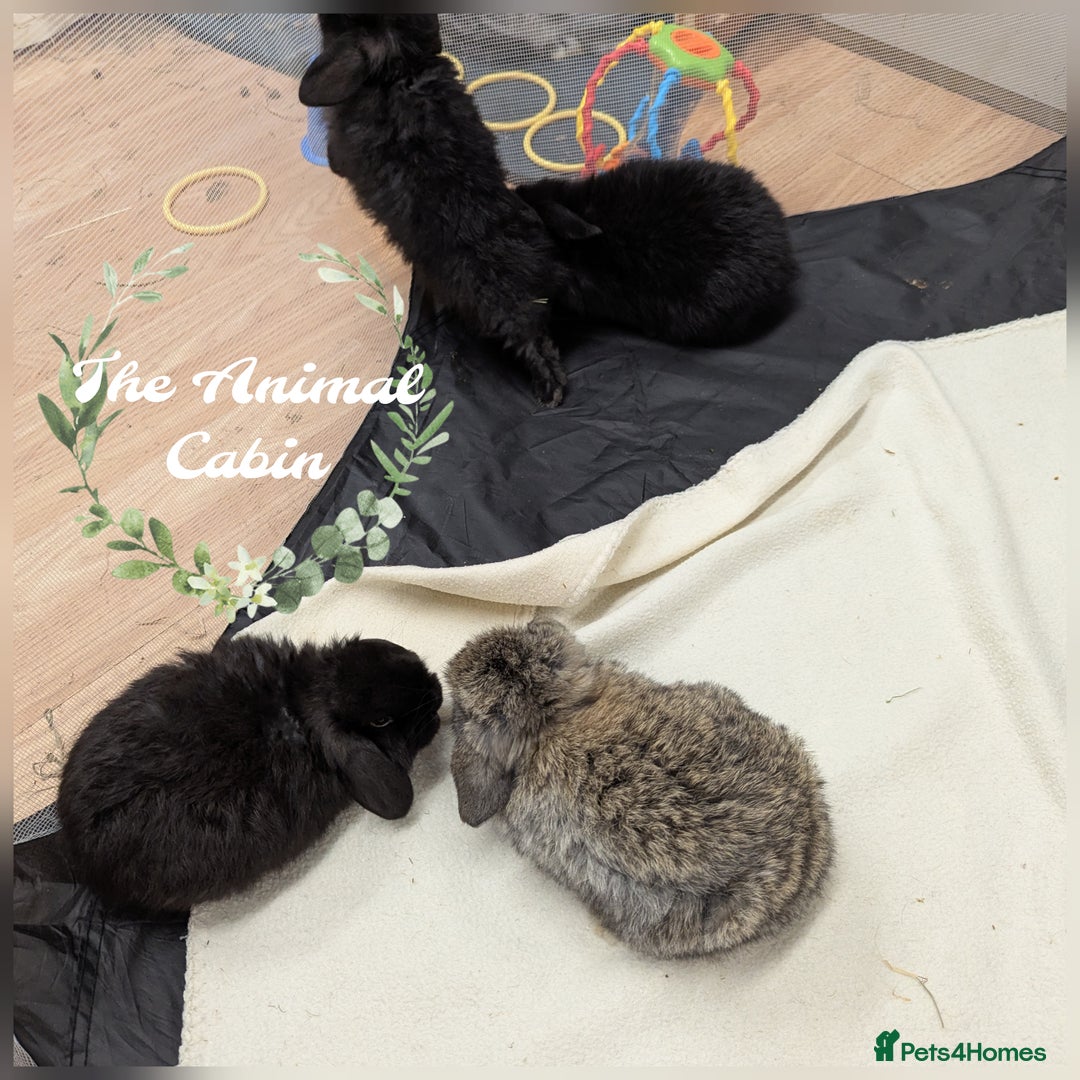 Mini Lop rabbits for sale: Very friendly mini lops! Perfect house bunnies!  - Advert 1