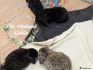 Mini Lop rabbits Very friendly mini lops! Perfect house bunnies! - Advert 4