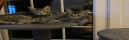 Savannah cats for sale: Beautiful Male Savannah Kitten for sale - Advert 9