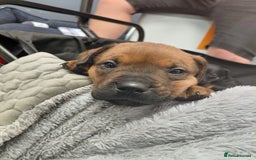 Mixed Breed dogs for sale: Rottweiler/pressa f1 - Image 4