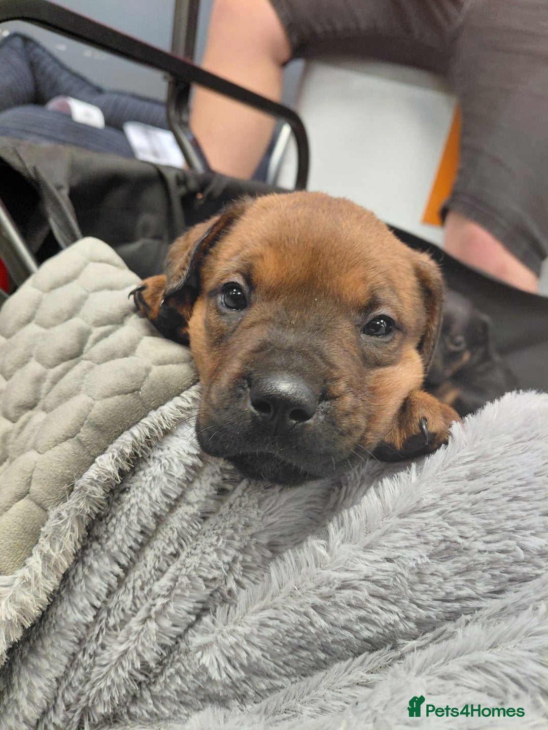 Mixed Breed dogs for sale: Rottweiler/pressa f1 - Image 4