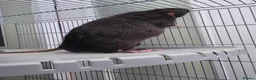 Rat rodents for sale: Two Lovely Rats in Derby - Advert 3