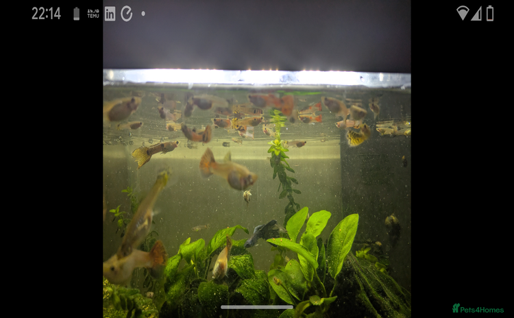 Live Bearers fish - Advert 10
