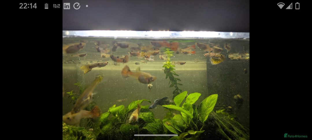 Live Bearers fish for sale: Guppy - Image 1