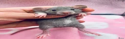 Rat rodents for sale: Pedigree Dumbo Rats in Russian Blue and Black - Advert 3