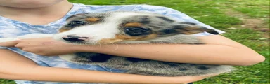 Border Collie 5