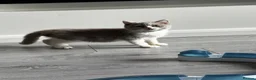 British Shorthair cats for sale: Ready Now - British Shorthair Registered Kittens - Advert 7