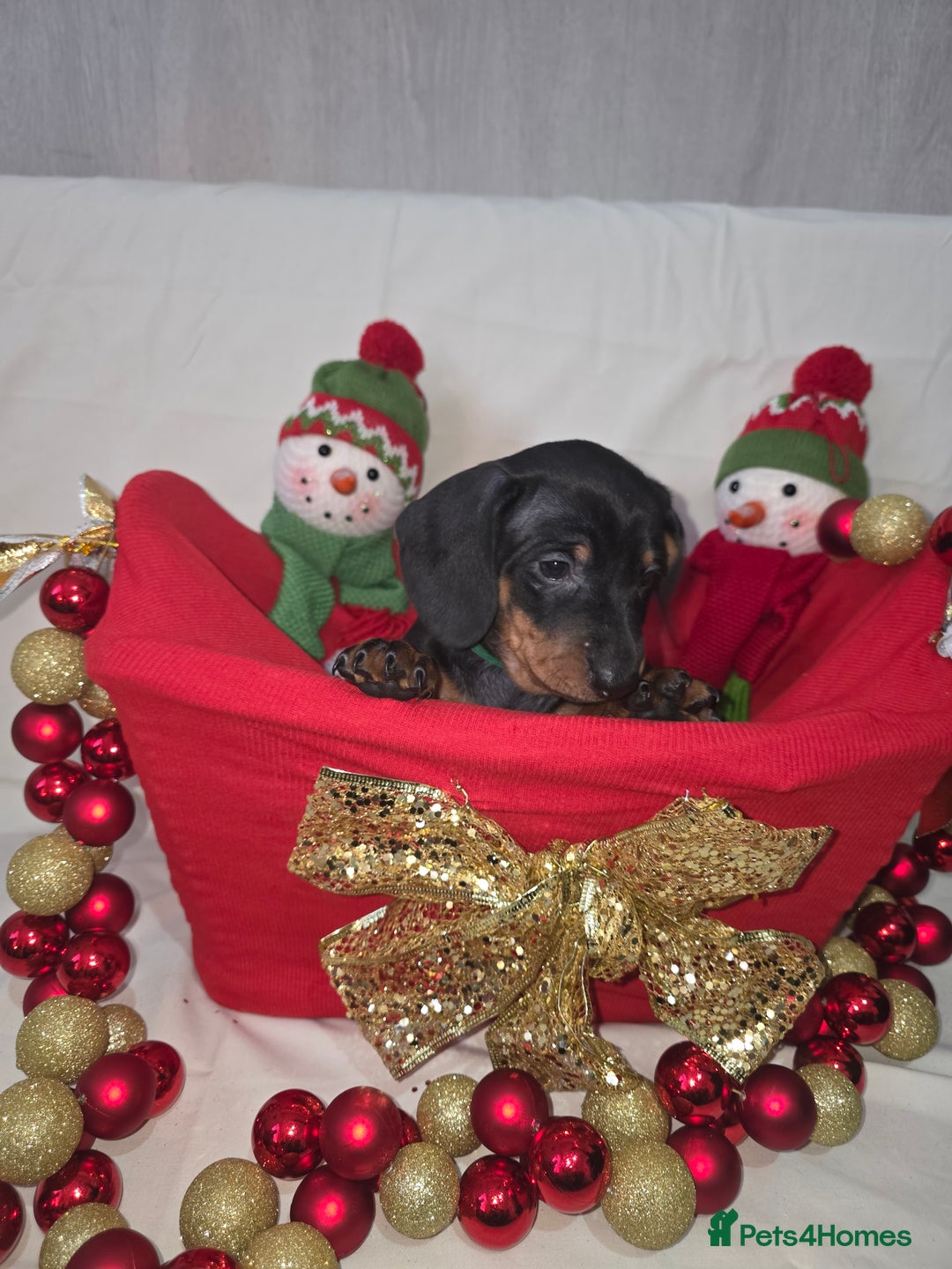Miniature Dachshund dogs for sale: Miniature dachshund  - Advert 15