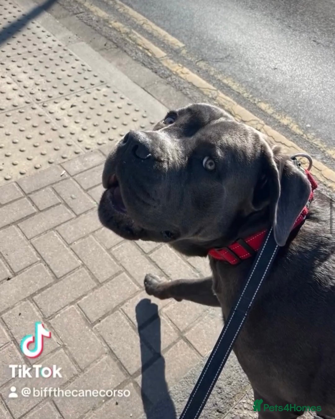 Cane Corso dogs for sale: Biff the Cane Corso gentle giant  - Advert 8