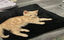 American Wirehair cats for sale: 2 month ginger male kitten - Image 2