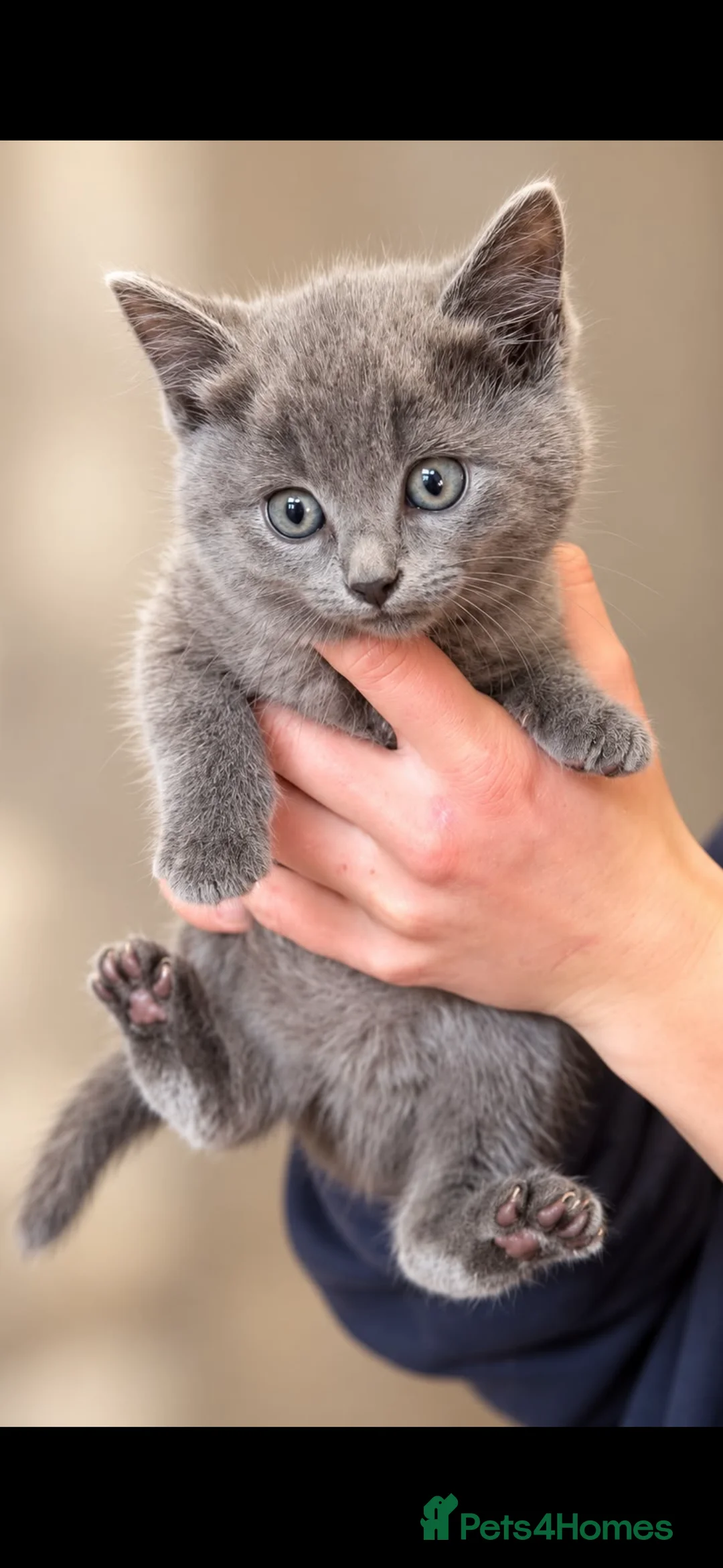 British Shorthair cats for sale: Beautiful British blue females in Lutterworth - Advert 2