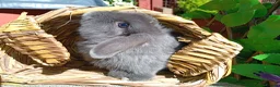 Mini Lop rabbits for sale: Mini lop - Advert 16
