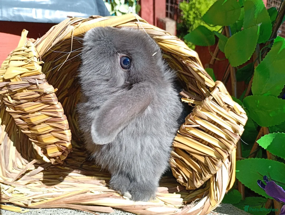 Mini Lop rabbits for sale: Mini lop - Advert 16