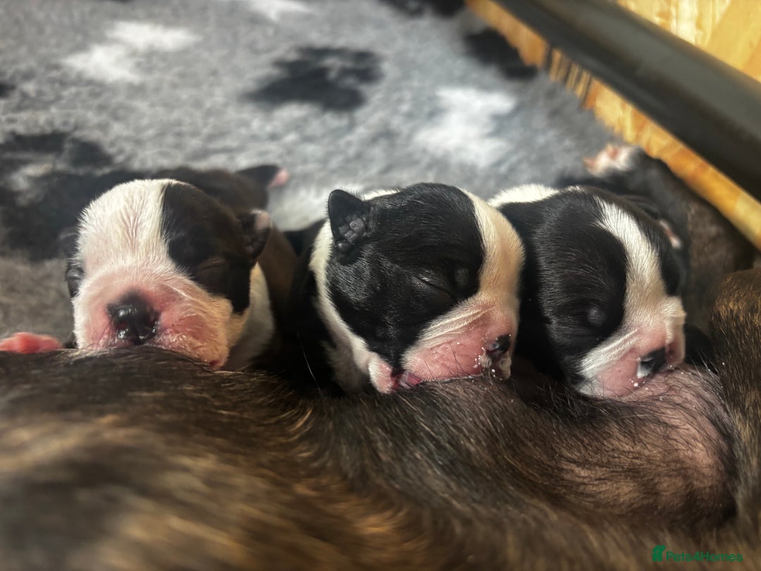 Boston Terrier dogs for sale: Beautiful Boston Terrier Puppies  - Image 26