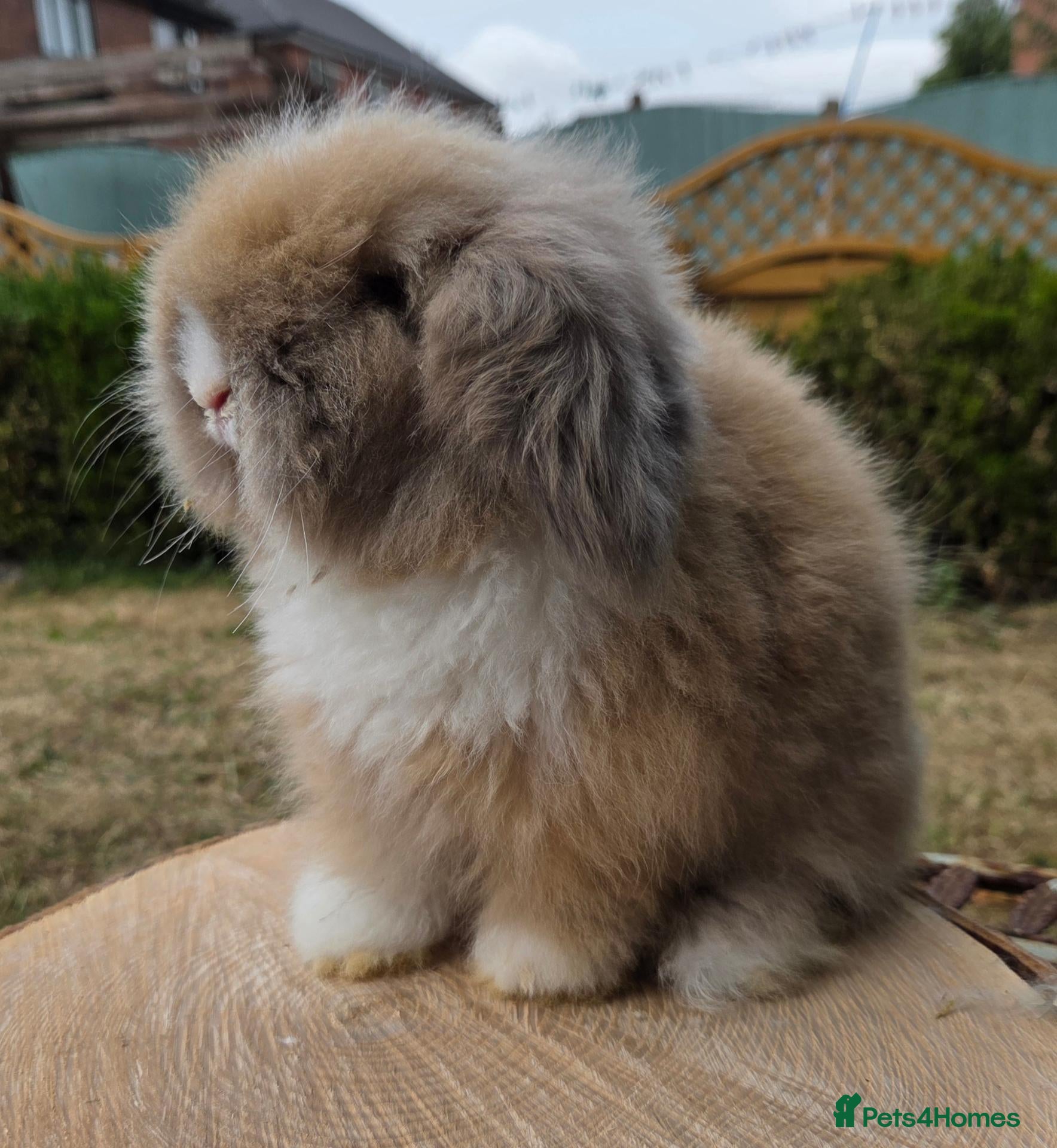Angora rabbits for sale:  Super fluffy baby teddywidders   - Advert 1